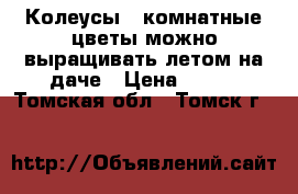 Колеусы - комнатные цветы,можно выращивать летом на даче › Цена ­ 100 - Томская обл., Томск г.  »    